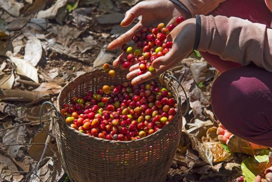 Le sud ravissant du Laos de Pakse: Coffee farmer hands holding freshly picked coffee berries