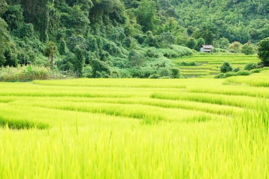 Die verborgene Welt der Bergvölker ab Chiang Mai: Northern Thailand: paddy fields