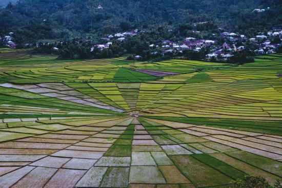 Flores - Traditionen, Riten und Vulkane ab Ende: Flores Spiderweb rice fields