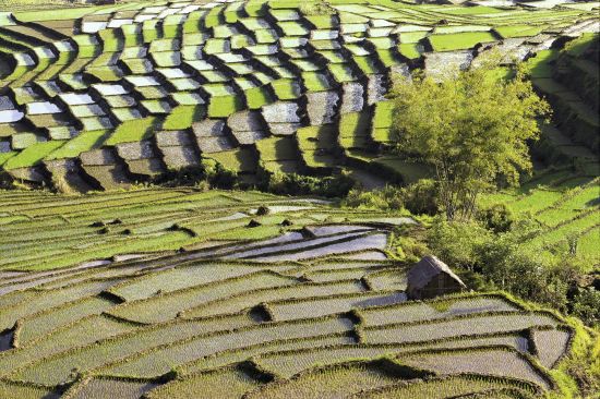 Flores - Traditionen, Riten und Vulkane ab Ende: Flores Spiderweb rice fields