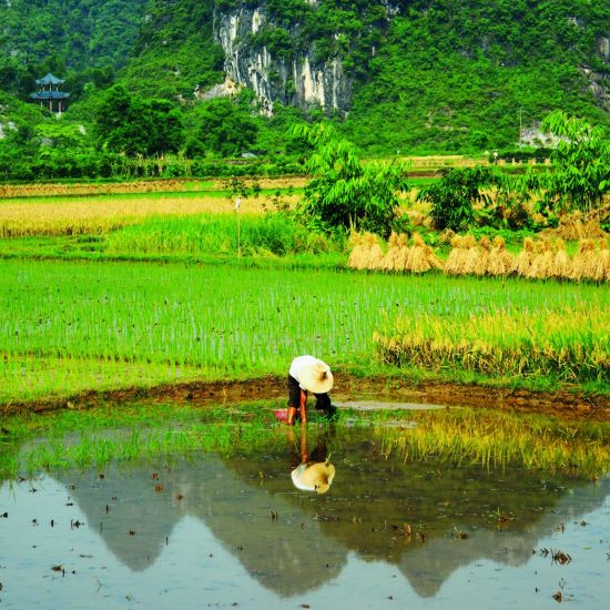 Rizières en terrasses & paysages montagneux de Guilin: Yangshou: Guangxi