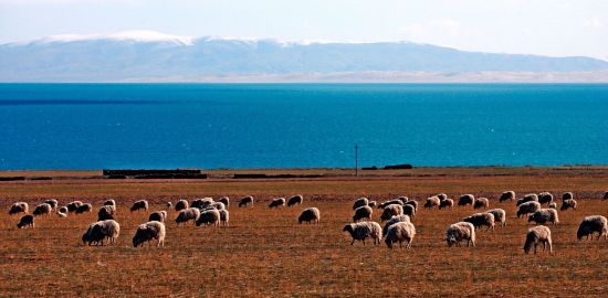 La magie du Tibet - Programme de base de Lhasa: Tibetetan landscape with lake, mountains and sheeps