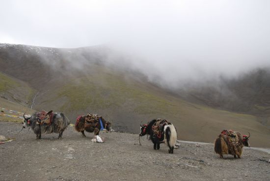 La magie du Tibet - Programme de base de Lhasa: Yaks