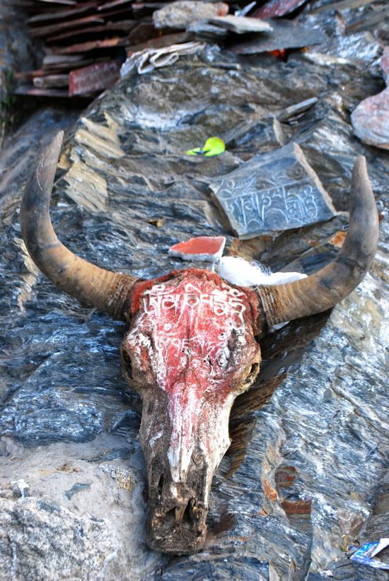 La magie du Tibet - Programme de base de Lhasa: Tibet: Cow skull