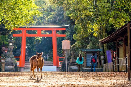 Kontrastreiches Japan ab Tokio: Deer in downtown area of Nara