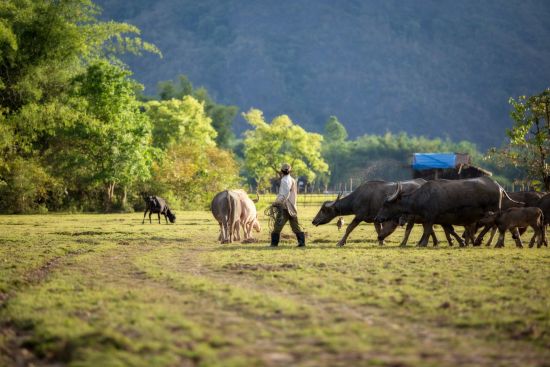 Laos Intensiv ab Vientiane: Farmer and water buffalos 