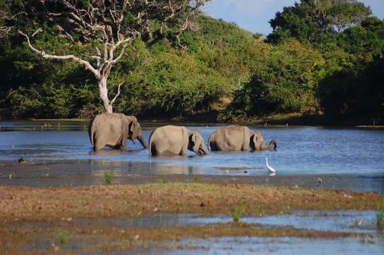 Le nord authentique du Sri Lanka de Colombo: DSC_0157