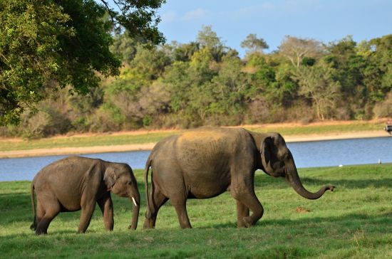 Sri Lanka en été de Colombo: Minneriya National Park