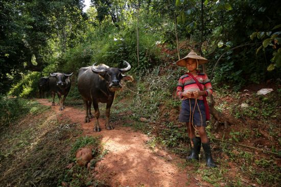 Wandern im malerischen Shan Staat (4 Tage) ab Inle Lake: activities: Buffalo on trails