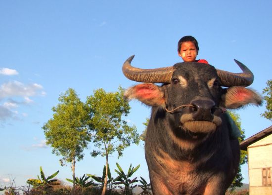Wandern im malerischen Shan Staat (3 Tage) ab Inle Lake: Boy riding a buffalo
