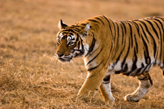 «The Deccan Odyssey» - Im Land der Könige ab Delhi: Tiger