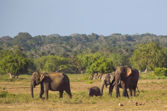 Uga Chena Huts - Safari dans le parc national de Yala - 3 jours de Colombo: Yala National Park: Elephants