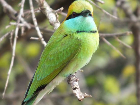 Uga Chena Huts - Safari dans le parc national de Yala - 3 jours de Colombo: Yala National Park: Bird