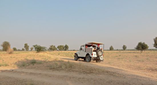 Romantisme des palais et magie du désert de Jodhpur: activities: Safari