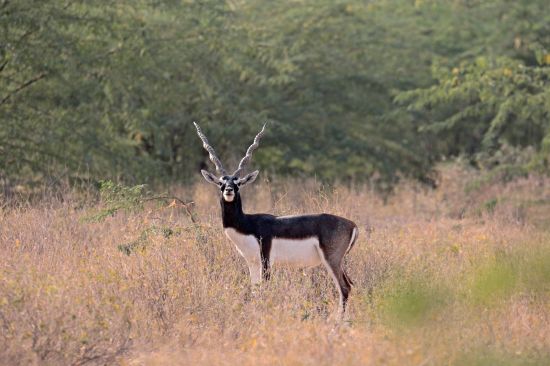 Romantisme des palais et magie du désert de Jodhpur: activities: Safari