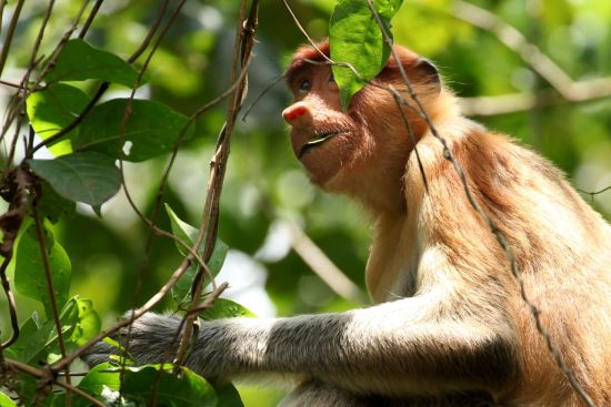 Les hauts lieux de Bornéo avec option "Brunei" de Kuching: Baku Nationalpark Proboscis Monkey