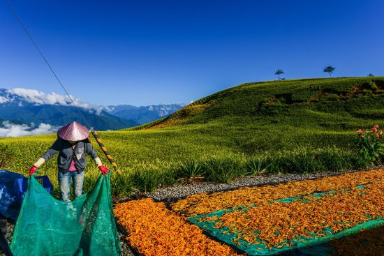 Les hauts lieux de Taïwan de Taipei: Drying Process of Tiger Lilies