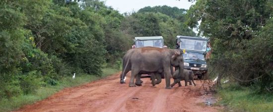 Uga Chena Huts - Safari dans le parc national de Yala - 3 jours de Colombo: Yala National Park: wild elephants cross the road