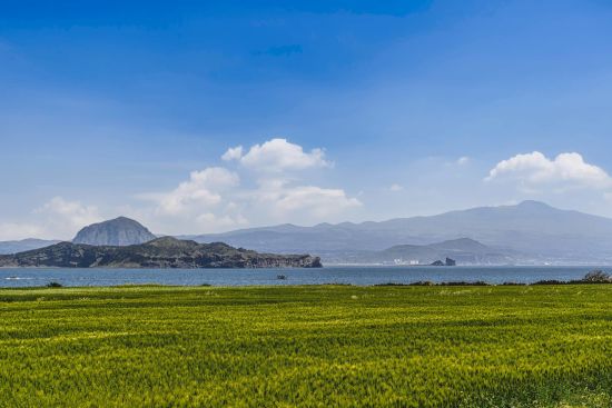 Mietwagen Rundreise «Jeju Island»: Barley fields with view to Hallasan NP