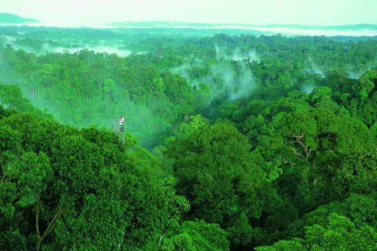 Les hauts lieux de Bornéo avec option "Brunei" de Kuching: Brunei beautiful view over the jungle
