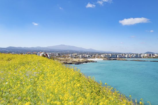 Mietwagen Rundreise «Jeju Island»: Spring on Jeju Island