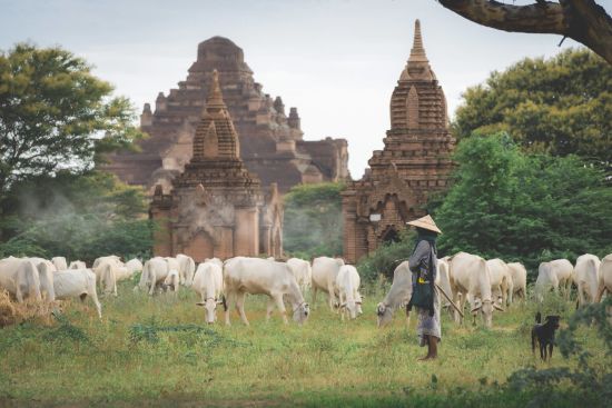Ursprüngliches Myanmar ab Yangon: Bagan Temple and Cows