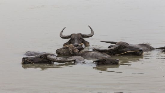 Ursprüngliches Myanmar ab Yangon: Yandabo Buffalos in the river