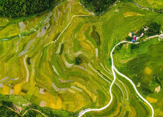 Impressionen Nordvietnams ab Hanoi: Mountainous ripen rice fields in Pu Luong