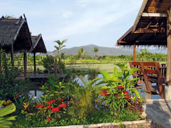 Le nord de la Thaïlande en action: nature & éléphants de Chiang Mai: Le Cocotier