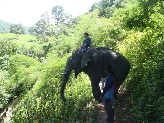 Le nord de la Thaïlande en action: nature & éléphants de Chiang Mai: Thai Elephant Home