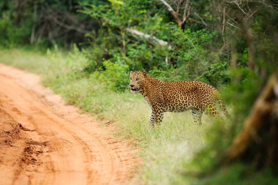 Uga Chena Huts - Yala Nationalpark Safari - 2 Tage ab Colombo: activities: Yala NP