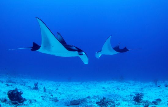 Kreuzfahrt im Inselparadies Raja Ampat ab Sorong: Manta