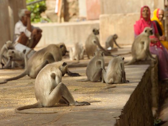 Voyage Aman pour les fins connaisseurs de Jaipur: Langur Monkeys at temple