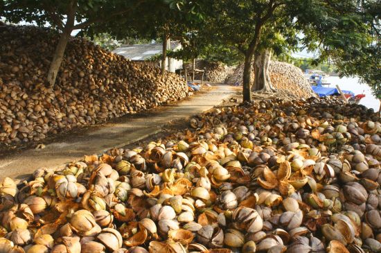 Faszinierendes Mekong Delta - ab Saigon bis Phnom Penh: Mekong Delta: Coconuts 