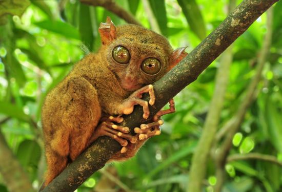 D’île en île individuellement aux Philippines de Manille: Bohol Tarsier (Tarsius Syrichta) the world's smallest primate