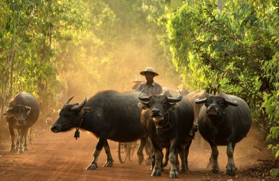 Expérience insolite au sud de la Thaïlande de Bangkok: Farmer with Buffalos