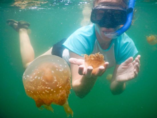 Kreuzfahrt im Inselparadies Raja Ampat ab Sorong: Jellyfish lake