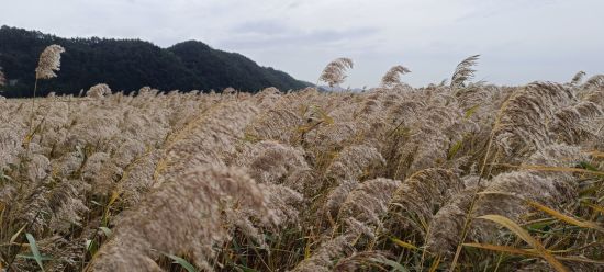 Vielfältiges Südkorea ab Seoul: Reed field at Suncheon Bay