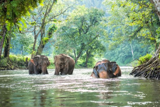 Erlebnis Südthailand ab Bangkok: Elephants taking a bath