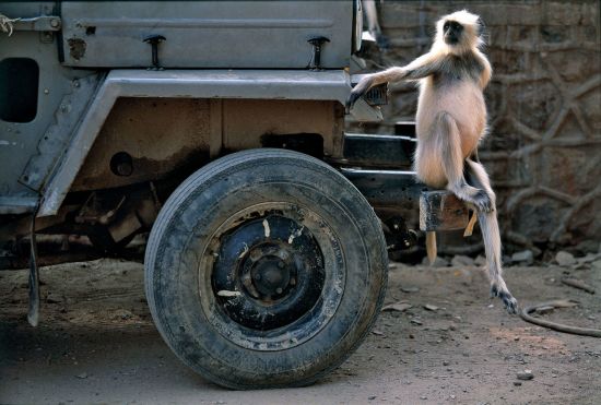 Voyage Aman pour les fins connaisseurs de Jaipur: Langur Monkey