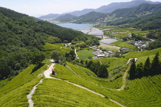 Südkoreas unbekannter Westen ab Seoul: Green tea farm in Bosung