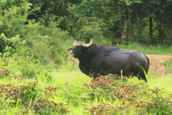 Erlebnis Südthailand ab Bangkok: Gaurs Kui Buri National Park