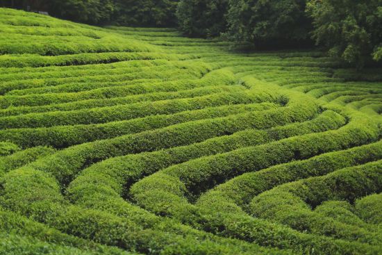Südkoreas unbekannter Westen ab Seoul: The beautiful landscape of green tea farm in Bosung