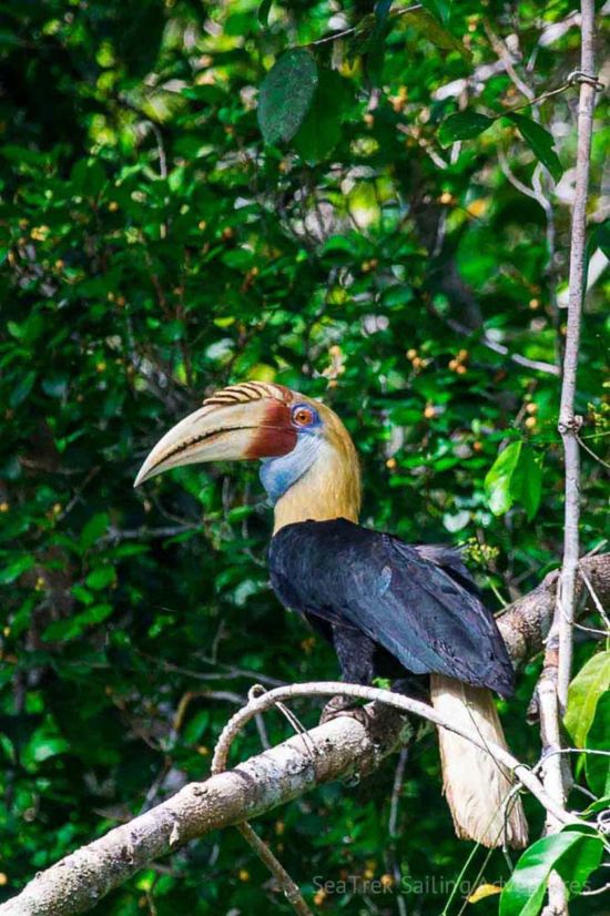 Kreuzfahrt im Inselparadies Raja Ampat ab Sorong: Hornbill