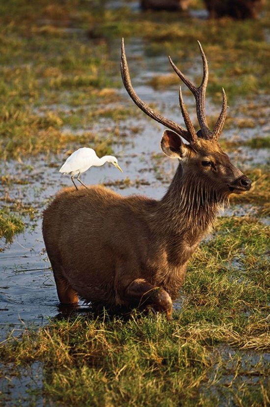 Voyage Aman pour les fins connaisseurs de Jaipur: Deer