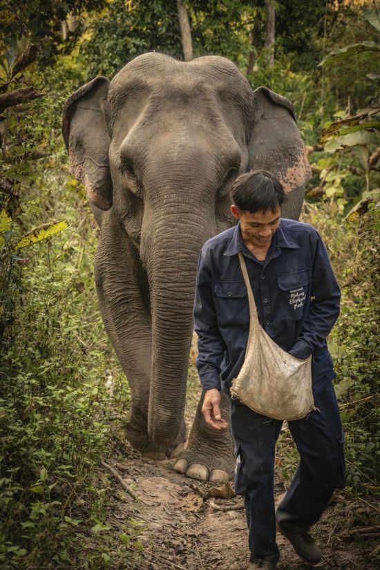 Le nord fascinant du Laos de Luang Prabang: Elephant with Mahout