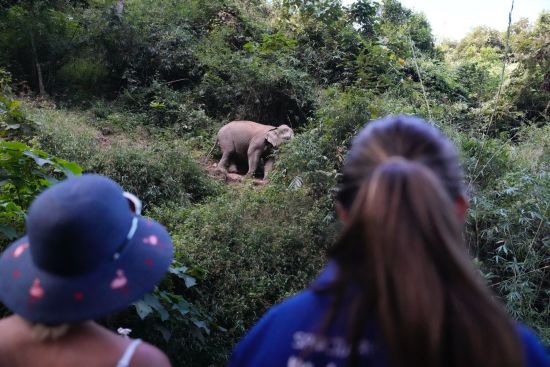 Le nord fascinant du Laos de Luang Prabang: Visitors watching elephant