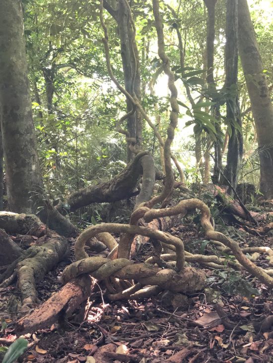 La côte orientale sauvage de Taïwan de Taipei: kenting NP forest6