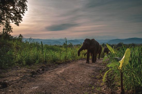 The Bush Camp Chiang Mai - 2 Tage: activities: Elephants