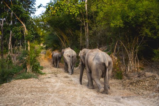 The Bush Camp Chiang Mai - 3 jours: activities: Elephants walking